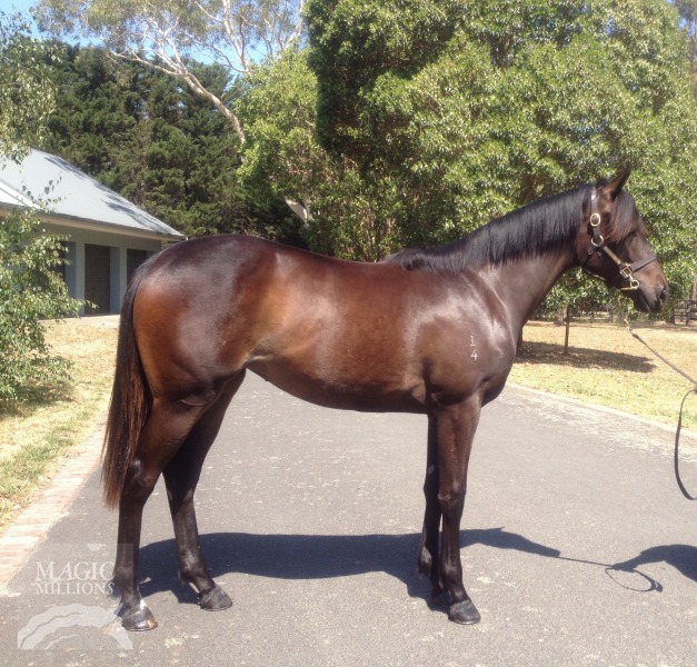 So You Think (NZ) / Beach Model (AUS) - photo 1