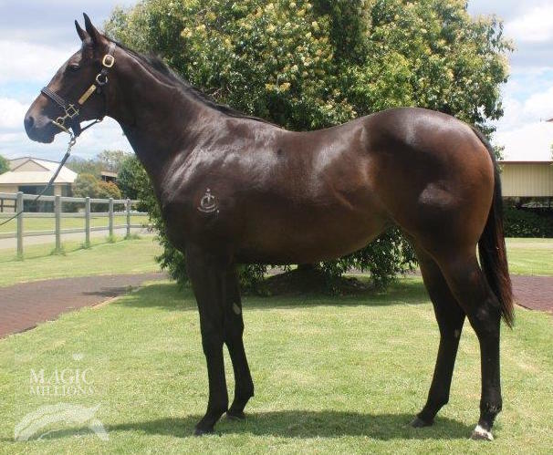 Hinchinbrook (AUS) / Believe 'n Achieve (AUS) - photo 1