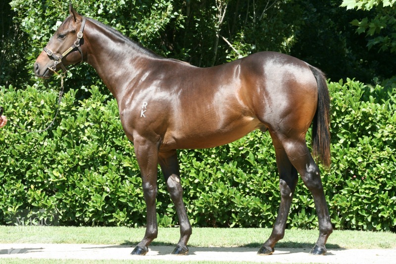 Delago Deluxe (AUS) / Bella Lago (AUS) - photo 1