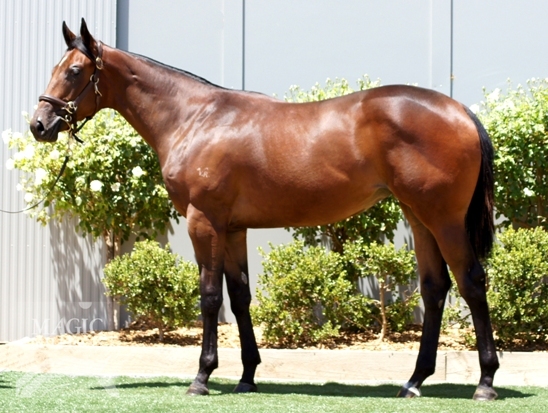 Bel Esprit (AUS) / Bella Rossie (AUS) - photo 1