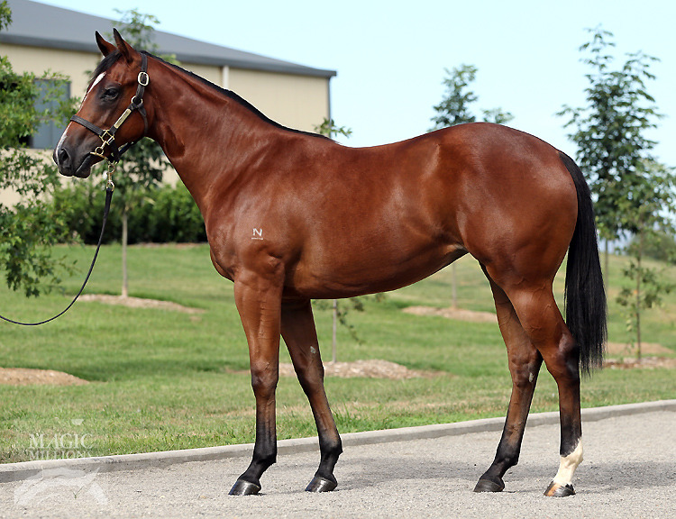 Foxwedge (AUS) / Bellevue Girl (AUS) - photo 1