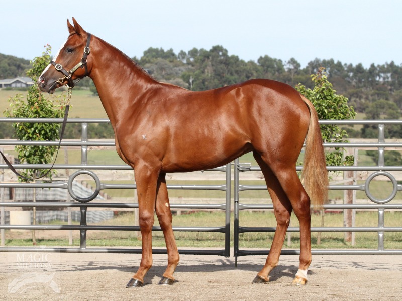 Sebring (AUS) / Betterthanblushing (AUS) - photo 1