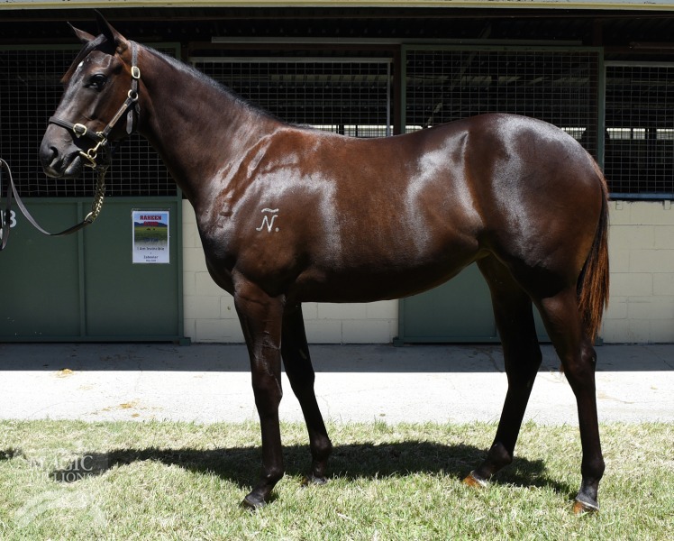 Redoute's Choice (AUS) / Beyonce's Star (AUS) - photo 1