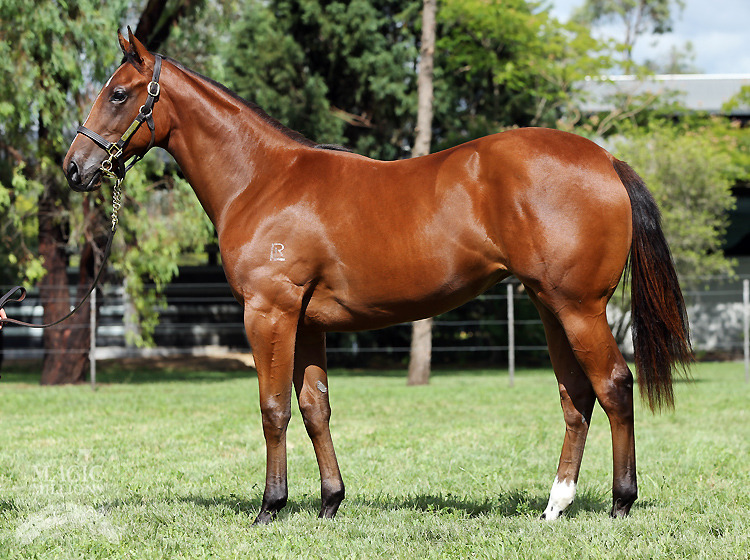 I Am Invincible (AUS) / Bindiya (AUS) - photo 1