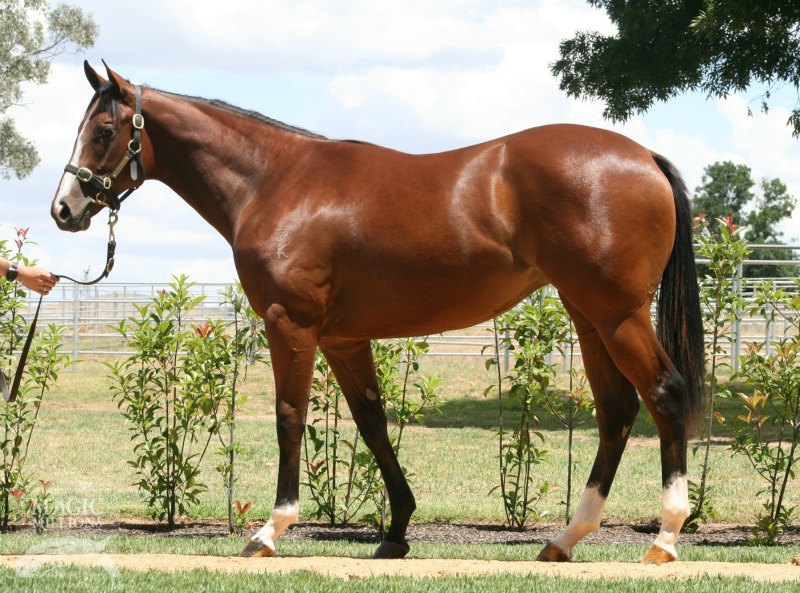 Kaffka (AUS) - photo 1