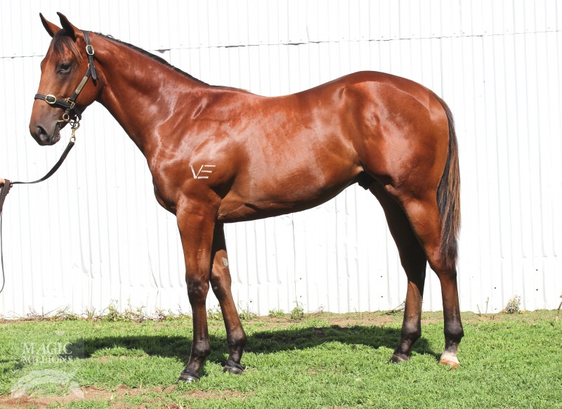 Your Song (AUS) / Bundleofjoy (AUS) - photo 1