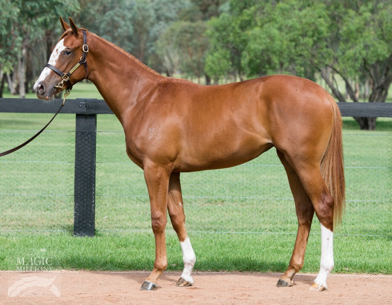 More Than Ready (USA) / Burgeis (AUS) - photo 1