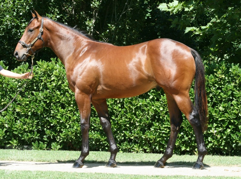 Pierro (AUS) / Cadazzle (USA) - photo 1