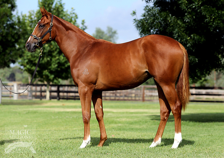 Animal Kingdom (USA) / Cat by the Tale (USA) - photo 1