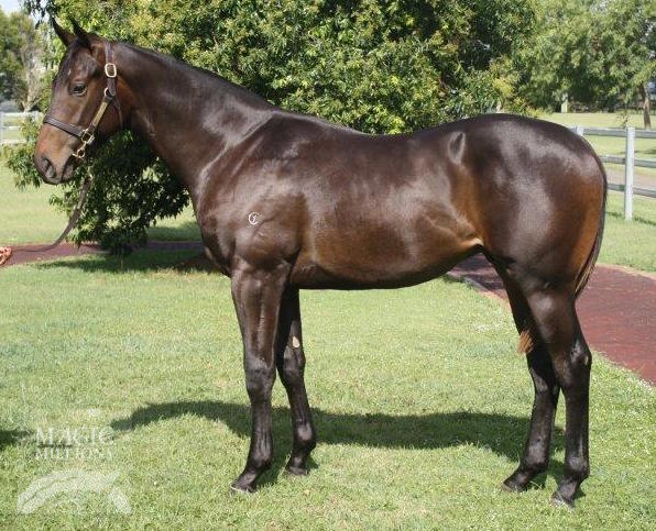 Sebring (AUS) / Charm's Honour (AUS) - photo 1