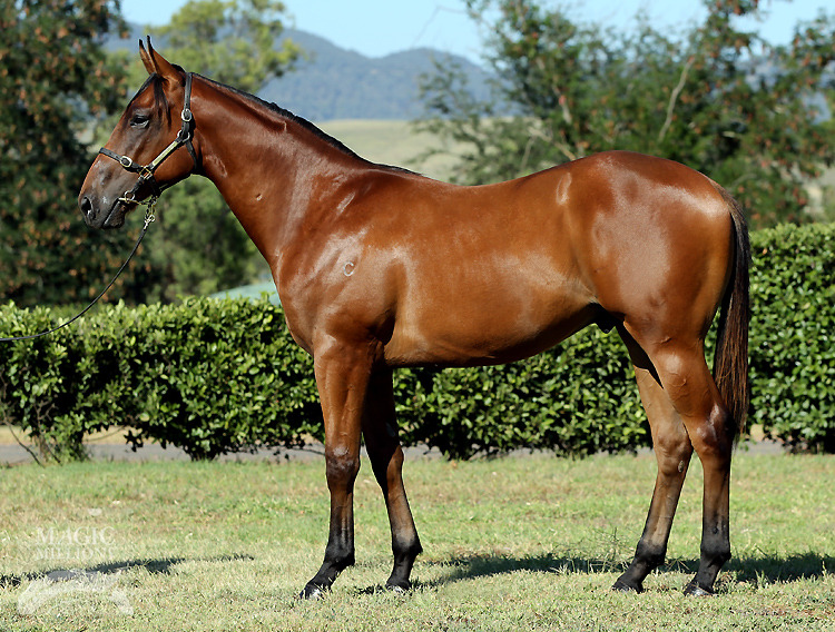 Chappo (AUS) - photo 1