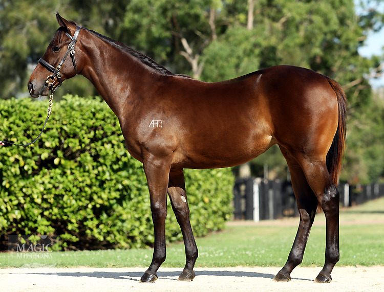 Pierro (AUS) / Chickens (AUS) - photo 1