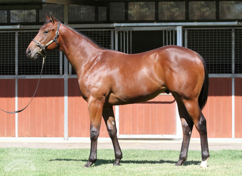 Sebring (AUS) / Choice Words (AUS) - photo 1