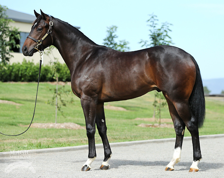 Sebring (AUS) / Chordata (AUS) - photo 1