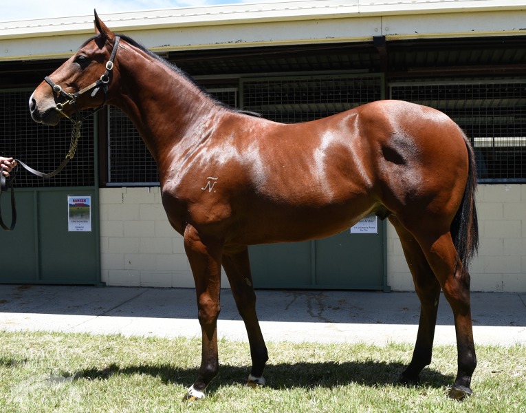 Commands (AUS) / Chosen Dove (AUS) - photo 1