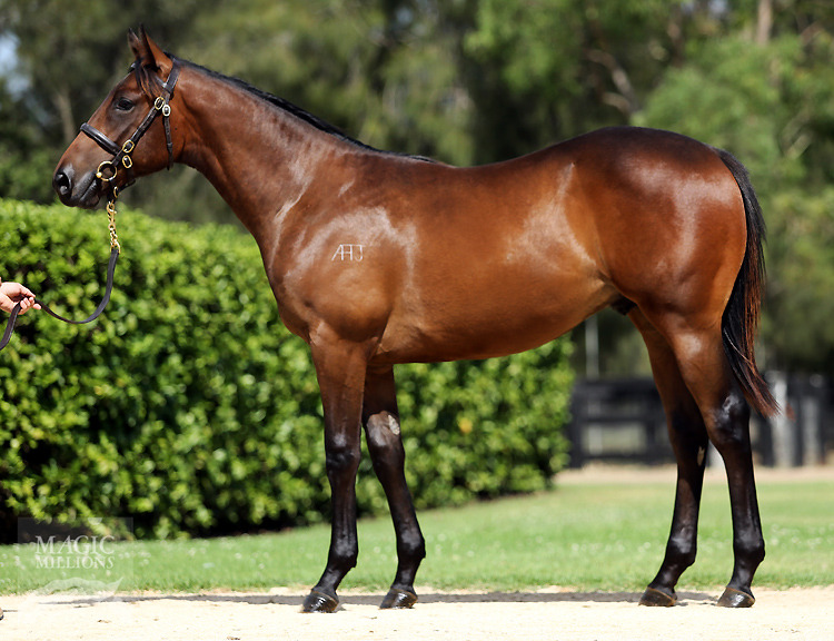 Uncle Mo (USA) / Citirecruit (AUS) - photo 1