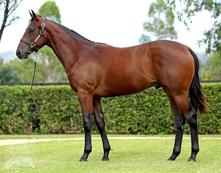 Snitzel (AUS) / City of Song (AUS) - photo 1