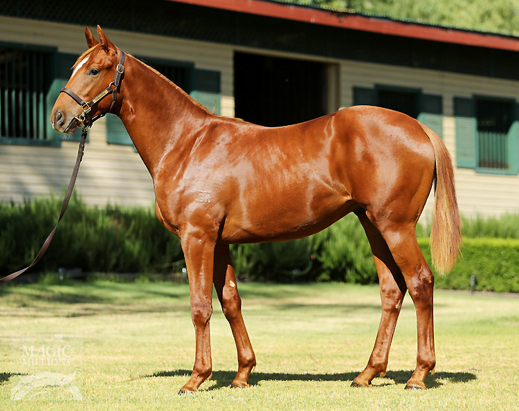 Sebring (AUS) / Classic Quest (USA) - photo 1