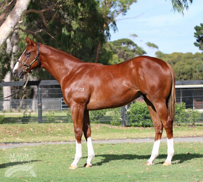 Helmet (AUS) / Classic Status (AUS) - photo 1