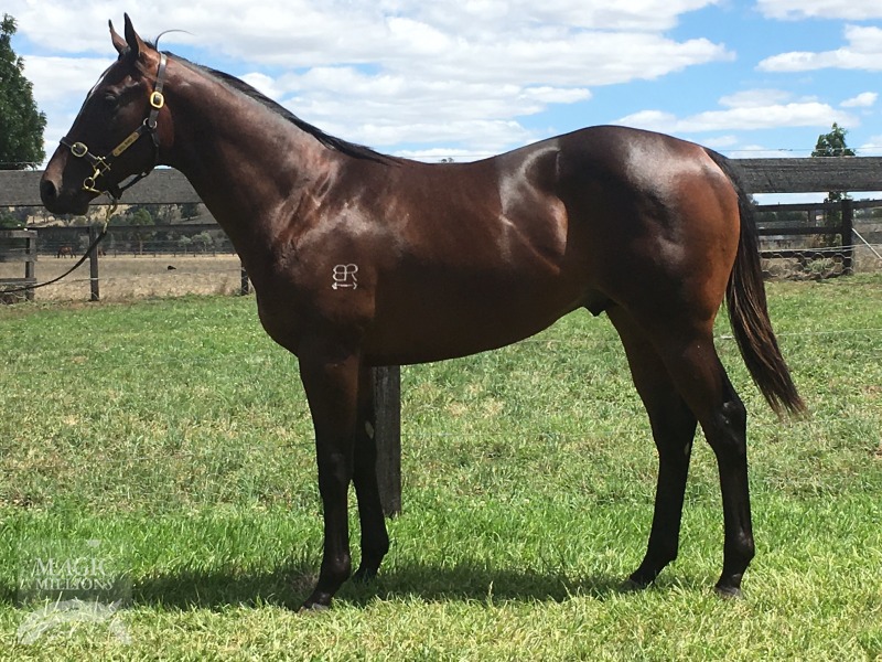 Denman (AUS) / Coco Kerringle (AUS) - photo 1