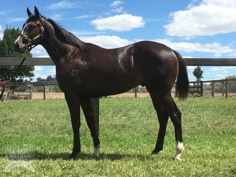 High Chaparral (IRE) / Come Sunday (AUS) - photo 1