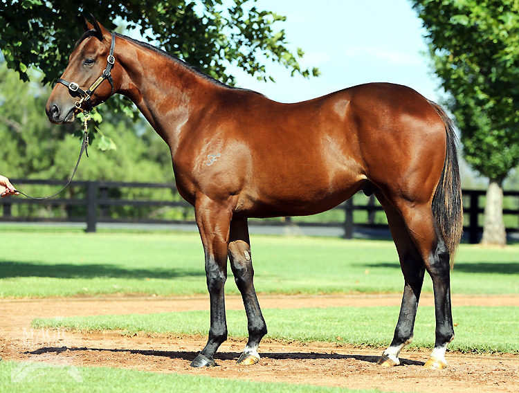 Panorama (AUS) - photo 1