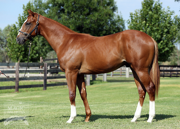 Snitzel (AUS) / Covertly (AUS) - photo 1