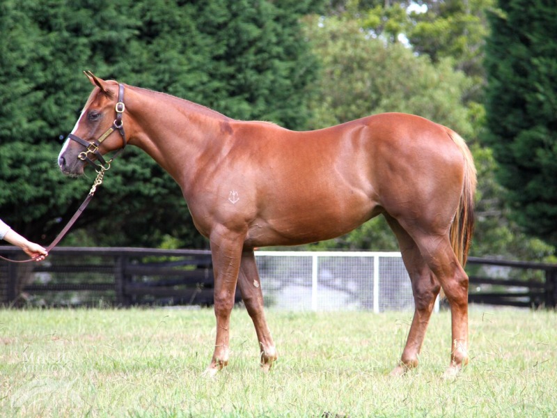 Snitzel (AUS) / Crystal Choir (GB) - photo 1