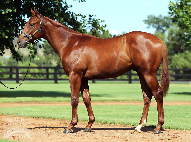 All Too Hard (AUS) / Custard (AUS) - photo 1