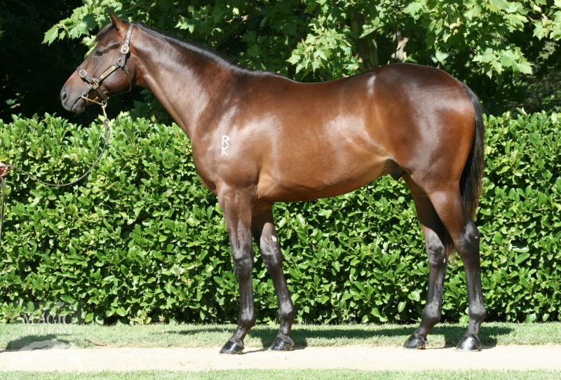 So You Think (NZ) / Dark Vision (AUS) - photo 1