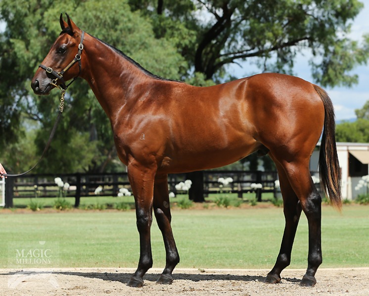 Redoute's Choice (AUS) / Dashing Granada (AUS) - photo 1