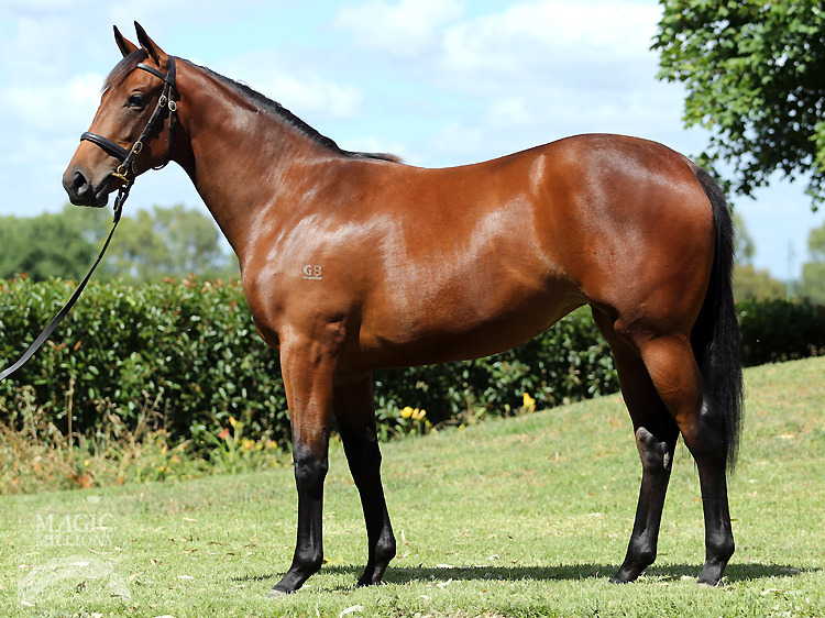 Street Cry (IRE) / Demonstrable (AUS) - photo 1