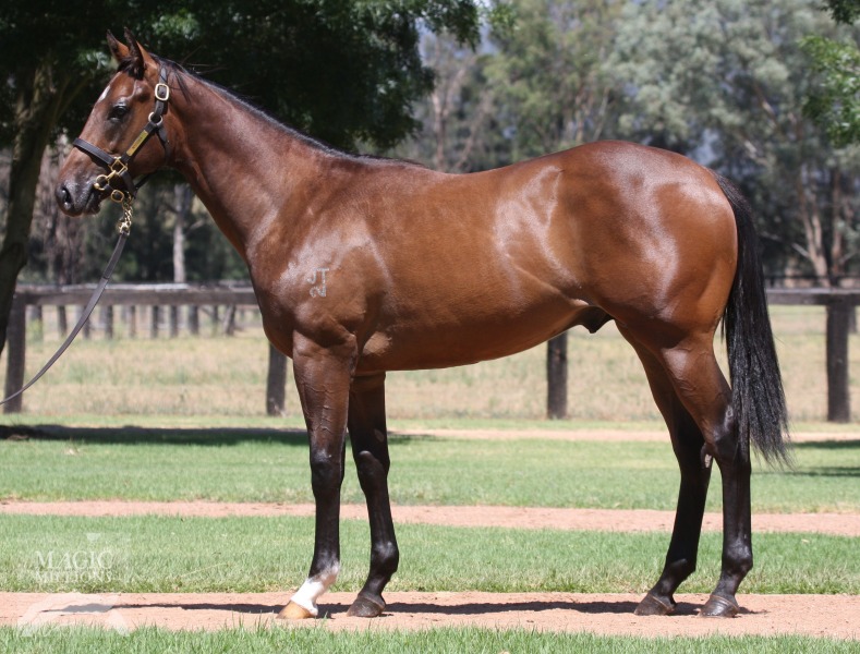 Star Witness (AUS) / Dinkum Diamond (AUS) - photo 1