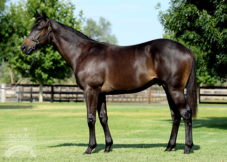 Smart Missile (AUS) / Ditas (NZ) - photo 1