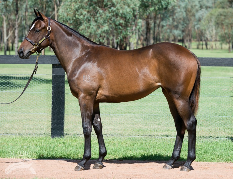 So You Think (NZ) / Dorabella (NZ) - photo 1