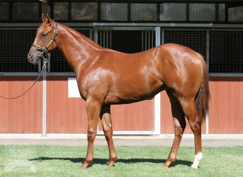 Sebring (AUS) / Dorf Command (AUS) - photo 1