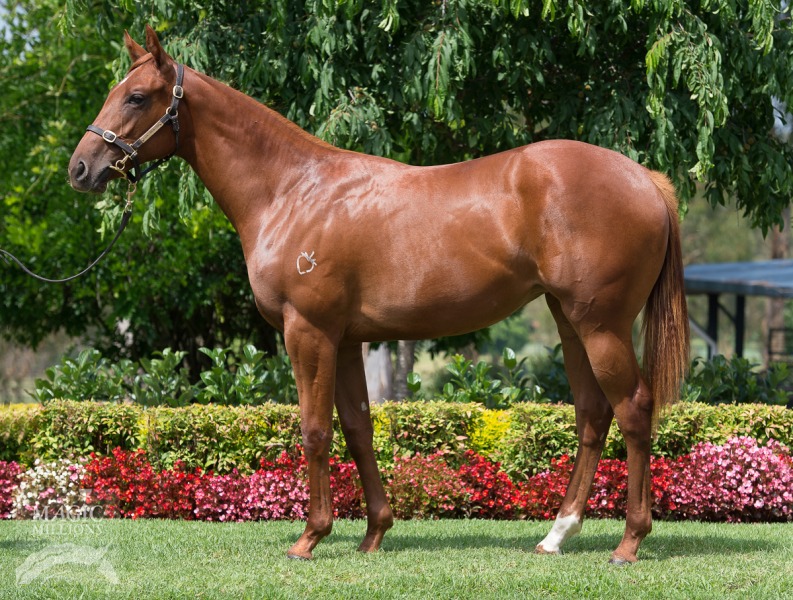 All Too Hard (AUS) / Dreams And Wishes (AUS) - photo 1