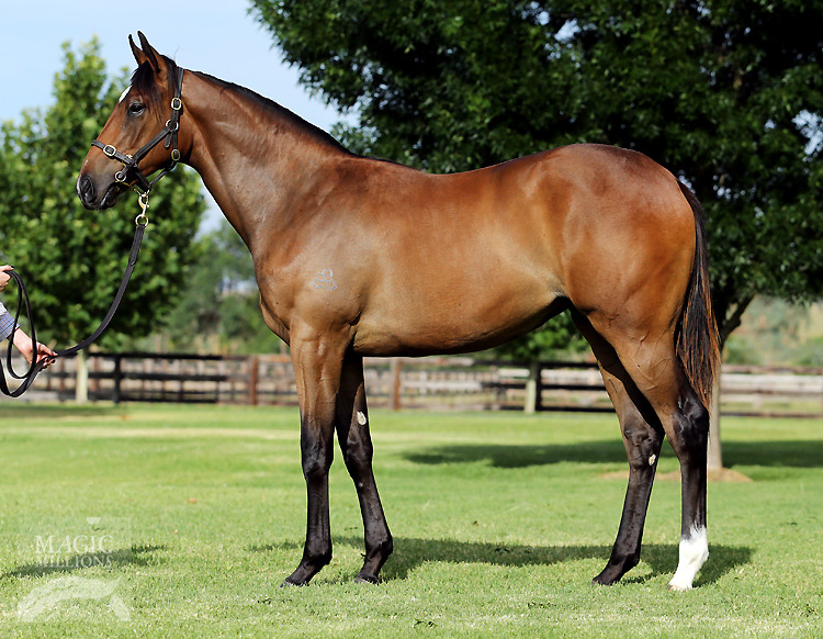 Snitzel (AUS) / Driven Snow (USA) - photo 1