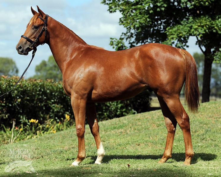 Exceed And Excel (AUS) / Dubai Me Diamonds (AUS) - photo 1