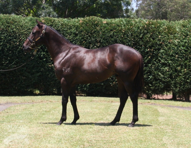 So You Think (NZ) / Eight Eighty Eight (USA) - photo 1