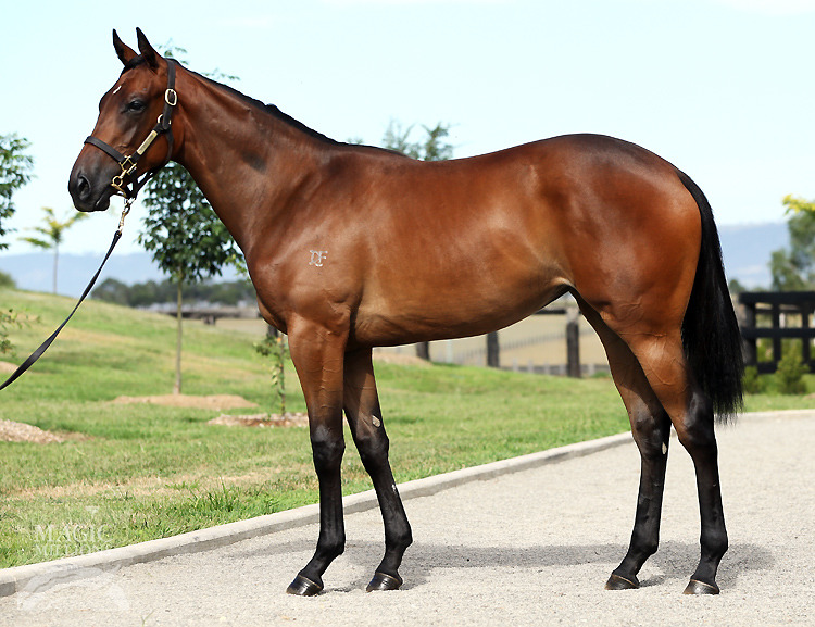 Fastnet Rock (AUS) / El Laoob (USA) - photo 1