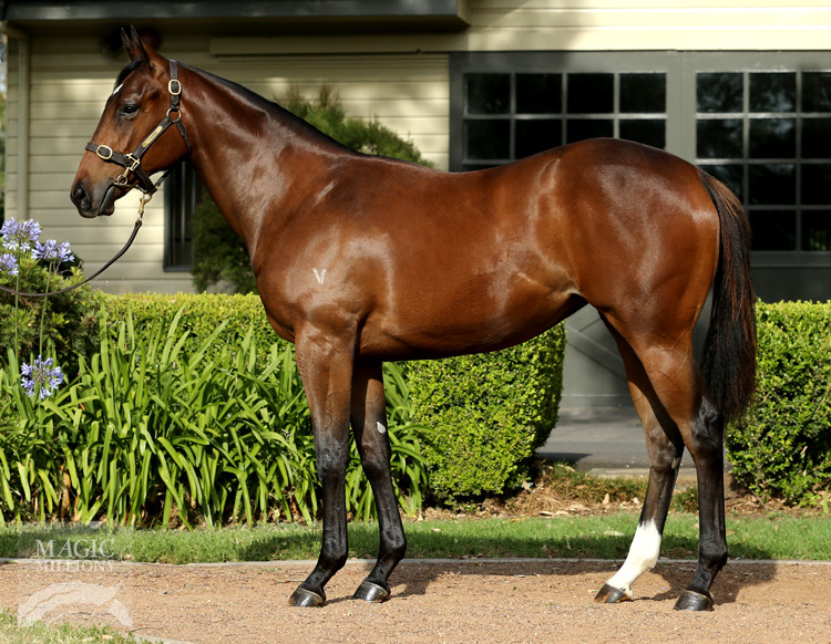 Zegota (AUS) - photo 1