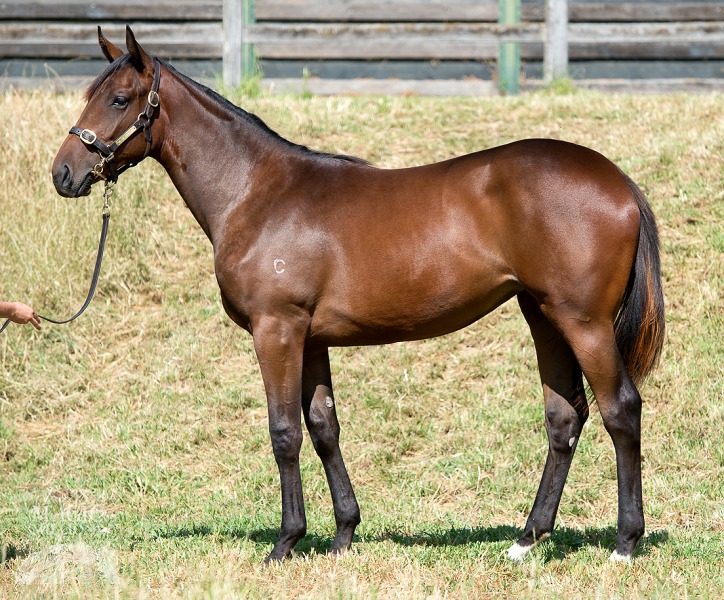 Fastnet Rock (AUS) / Elite Circle (AUS) - photo 1