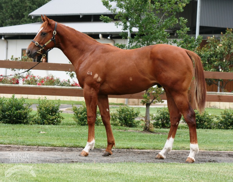 Foxwedge (AUS) / Elusiv Lady In Red (USA) - photo 1