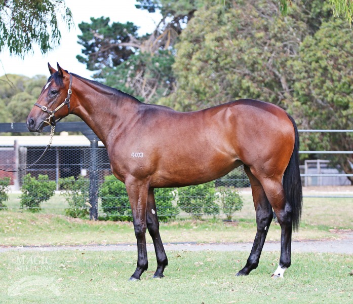 Snitzel (AUS) / Elusive Wonder (AUS) - photo 1