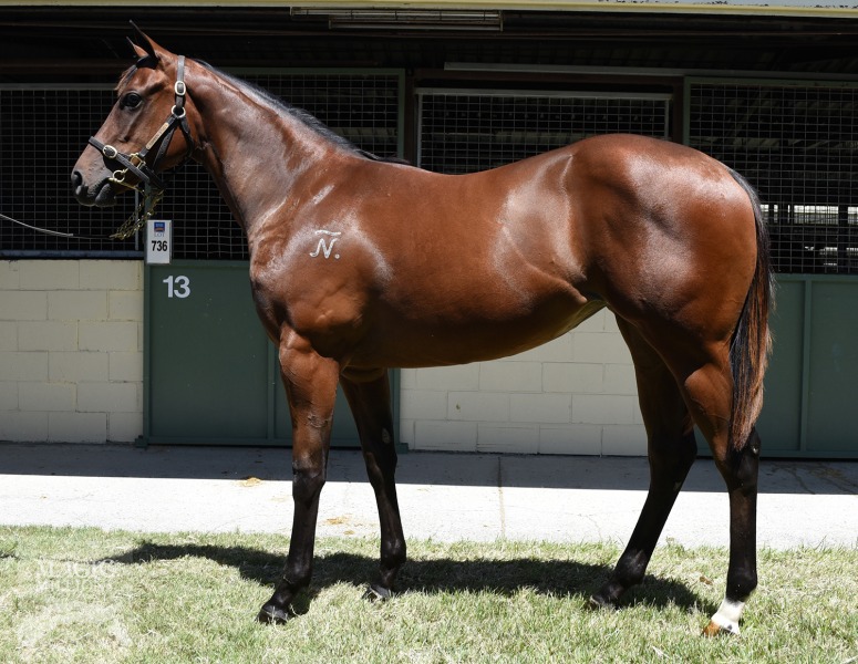 Your Song (AUS) / Elysian Hera (NZ) - photo 1