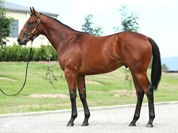 Love Conquers All (AUS) / Emerald Knight (AUS) - photo 1