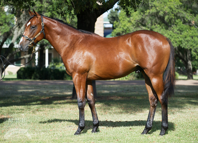 Hinchinbrook (AUS) / Equivalence (AUS) - photo 1