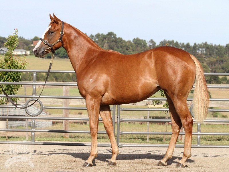 Exceeds (AUS) - photo 1