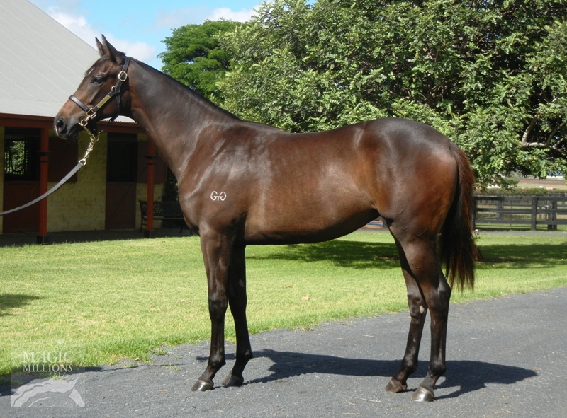 Redoute's Choice (AUS) / Figmentation (AUS) - photo 1